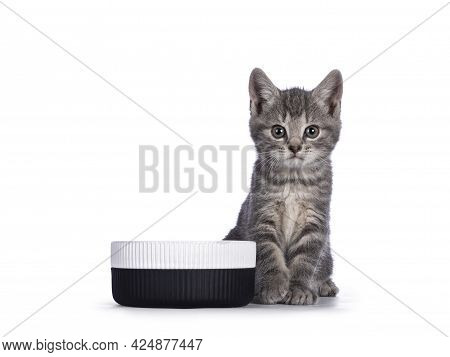 Cute Little Gray House Cat Kitten, Sitting Beside Empty Ceramic Food Bowl. Lokking Straight To Camer