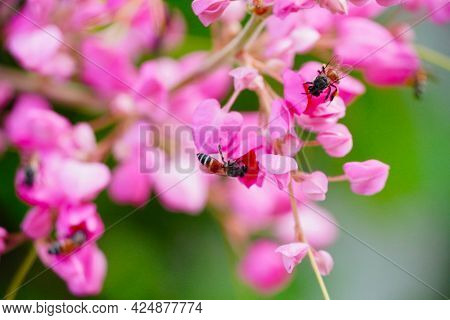 Honey Bees Pollinating A Flower On A Pink Flower. Mexican Creeper, Blooming Pink Flowers On Blur Nat