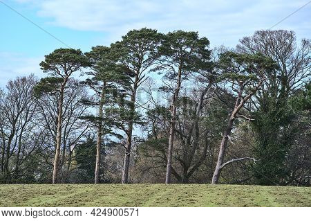 Beautiful Spring View Of Tall Pine And Other Old Trees In Ivy (hedera Helix) With Cut Lawn Grass In 