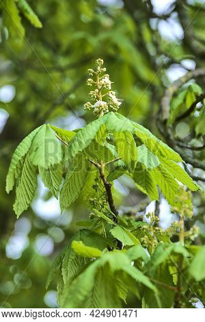 Beautiful Closeup View Of Spring Chestnut (castanea) Tree Buds And Young Leaves Growing In Ballawley