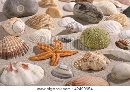 Beach With Shellfish And Seafood