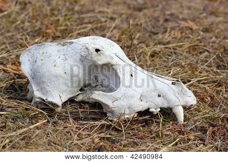 Dog Skul Canine Detail