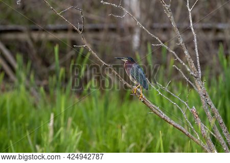 The Green Heron (butorides Virescens) On The Hunt