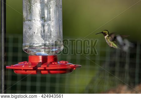 Ruby-throated Hummingbird ( Archilochus Colubris ) In Flight Near Feeder