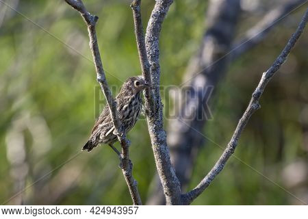 The Young Red-winged Blackbird (agelaius Phoeniceus) After Leaving The Nest