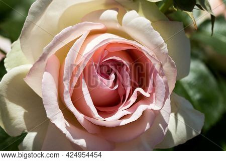 Large, Fragrant, Sumptuous, Coral-pink Roses With A Bud Against A Dark-leafed Rose Shrub In Spring.