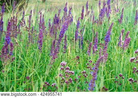 Salvia Officinalis Flowers. Natural Background Of Flowering Herbs. Meadow Clary. Purple Flowers On W
