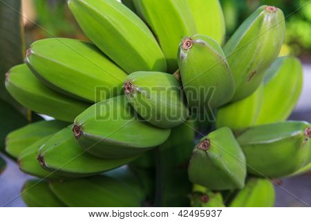 Bananeira