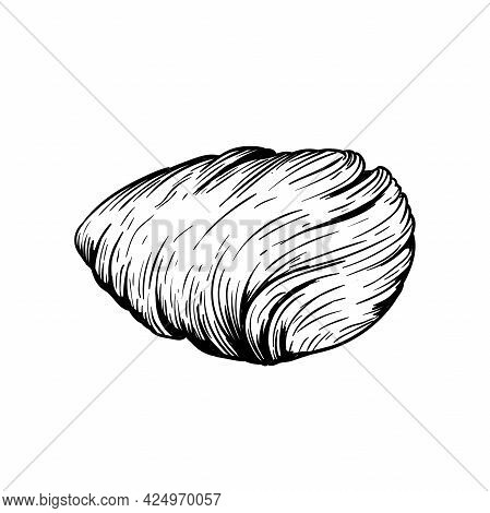 Traditional Italian Dessert Sfogliatelle (sfogliatella). Hand Drawn Sketch Style Italian Sweets Illu