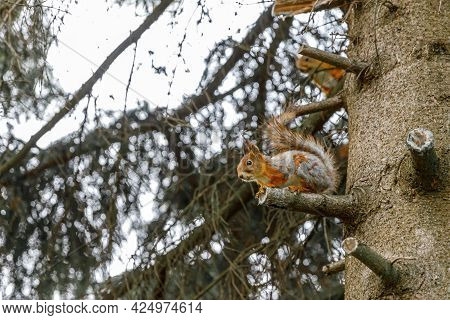 Outdoor Portrait Of Cute Curious Red Gray Squirrel Sitting On Tree Branch In Forest Background. Litt