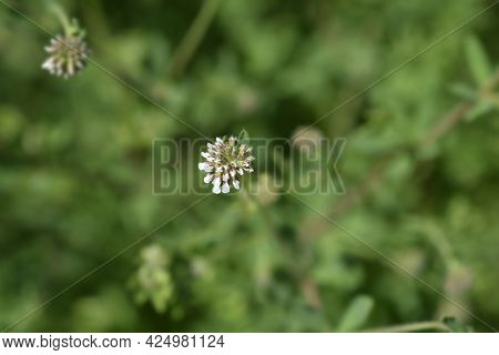 Herb Canary Clover - Latin Name - Dorycnium Herbaceum (lotus Herbaceus)
