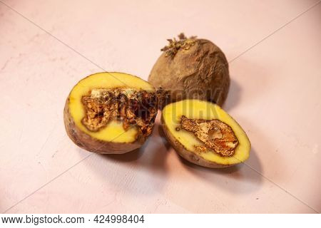Bad Potatoes Affected By Rot And Fungus. Potato Diseases. Spoilage Of Potatoes Due To Improper Stora
