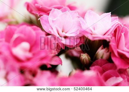 Kalanchoe Flower Blossoms