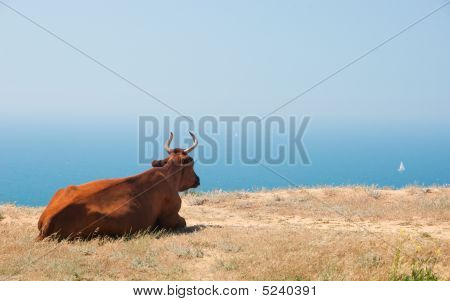 Ko ligger på en havsstrand