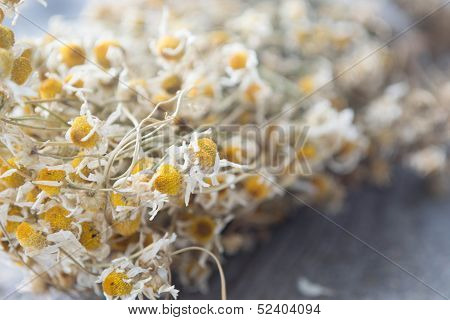Dried chamomile or Matricaria chamomilla on wood