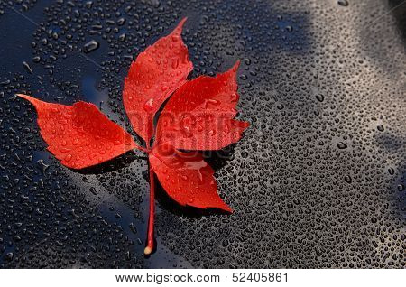 Water drops on car paint with red leaf