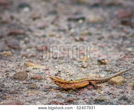 Lizard On Stone