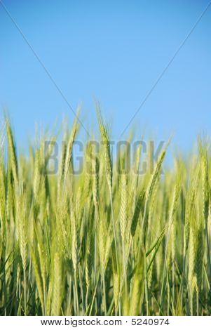 Grano