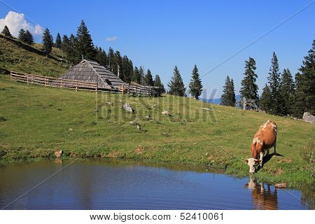 Wooden Hut And Drinking Cow, Slovenia