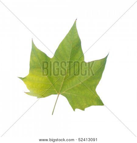 isolated marple leaves over white background