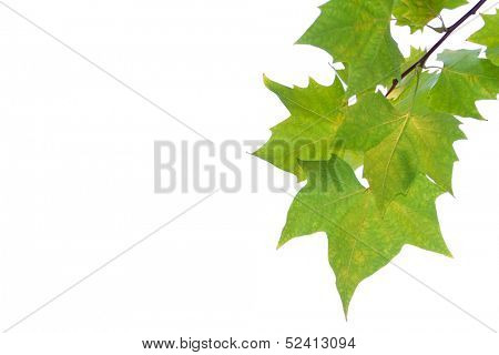 isolated marple leaves over white background