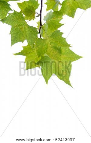 isolated marple leaves over white background