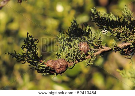 Macrocarpa - Cupressus Macrocarpa