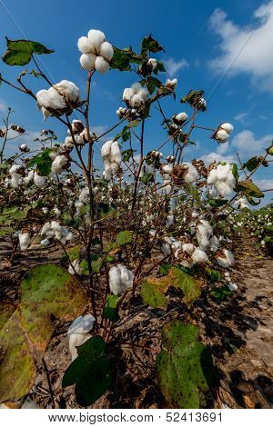 Raw Cotton Growing in a Cotton Field.  Closeup of a Large Cotton Plant.