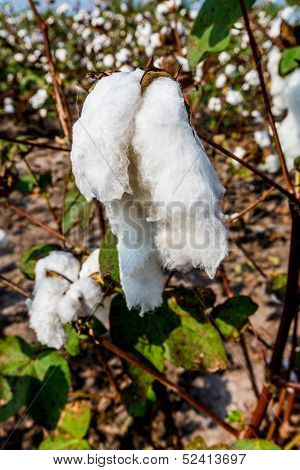 Raw Cotton Growing in a Cotton Field.  Closeup of a Large Cotton Boll.