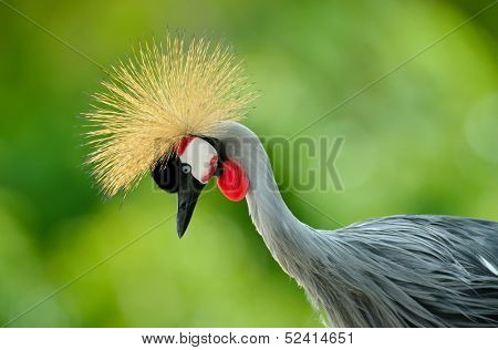 The Grey Crowned Crane (Balearica regulorum)
