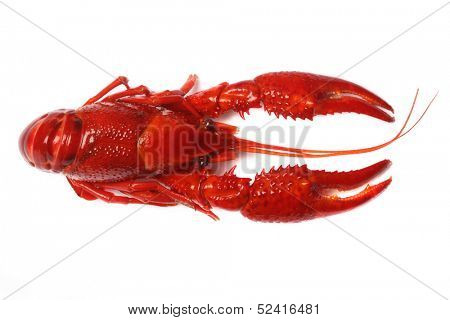 red craw fish on white background