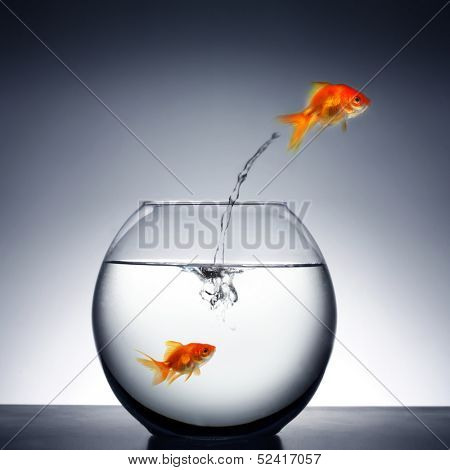 goldfish jumping out of the water