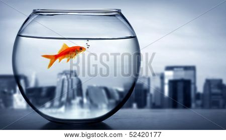 Lonely Goldfish at the window
