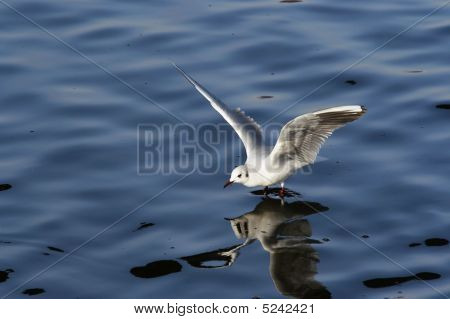 Splashdown