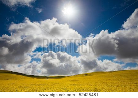 Canola field in the Mid North, South Australia