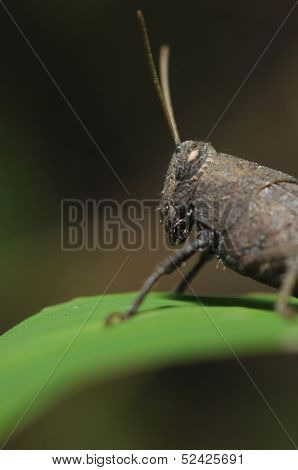 True Macro Of A Grasshopper