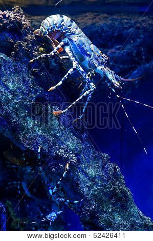 Spiny Lobster