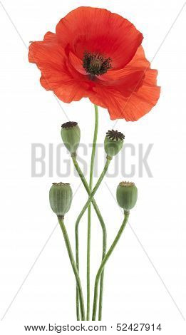 Poppy