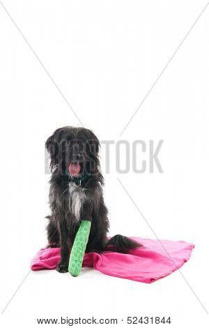 Cross breed dog with broken leg isolated over white background