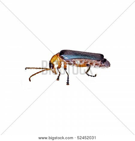 beetle isolation
