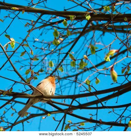 Bogfinke på et træ