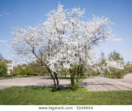 Cherry Tree i byen
