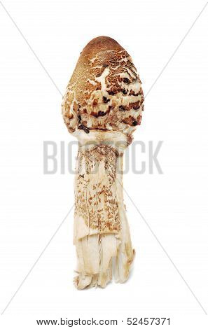 Lepiota Procera, Parasol Mushroom