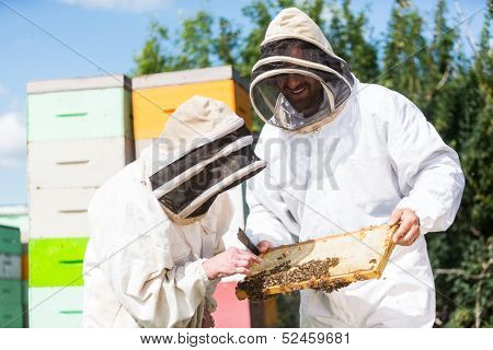 Beekeepers in protective workwear inspecting honeycomb frame at apiary