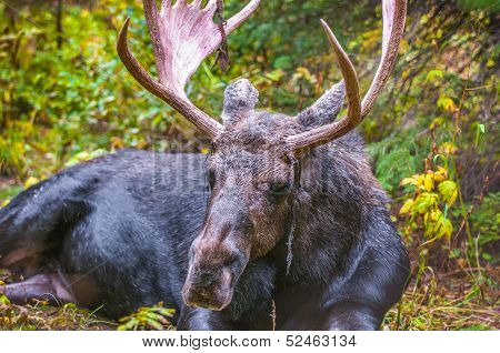 Adult Bull Moose