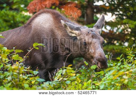 Young Moose