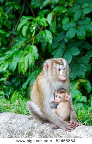 small monkey and his mother
