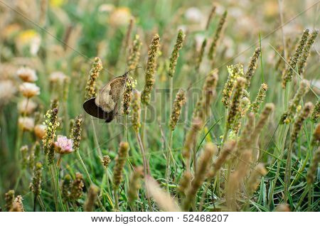 Butterflies