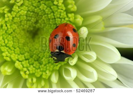 Beautiful ladybird on flower, close up