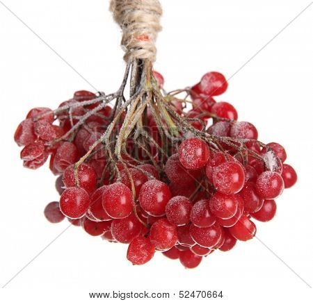 Red berries of viburnum with ice crystals, on light background